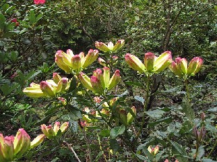 IMG_4843_lindleyi_Nyman Rhododendron lindleyi
