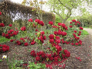 IMG_4854_Queen_of_Hearts_Nymans Rhododendron 'Queen of Hearts'