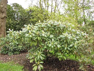 IMG_4865_brachycarpum_ssp_brachycarpum_Nymans Rhododendron brachycarpum subsp. brachycarpum