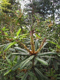 IMG_4885_strigillosum_Nymans Rhododendron strigillosum