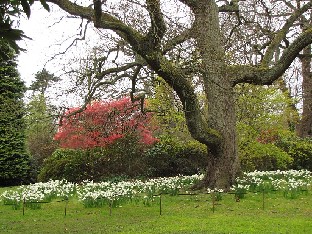 IMG_4174_Savill_Gardens