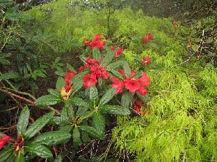 IMG_4216_May_Day_Good_Form_Savill_Gardens Rhododendron 'May Day'