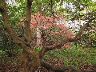 IMG_4229_Polar_Bear_ja_Acer_palmatum_Deshojo_Savill_Gardens Rhododendron 'Polar Bear', Acer palmatum 'Deshojo'