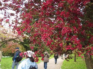 IMG_4486_Malus_profusion_Sir_Harold_Hillier_Gardens Malus 'Profusion'