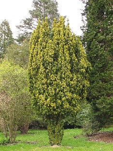 IMG_4492_Taxus_baccata_Standishii_Sir_Harold_Hillier_Gardens Taxus baccata 'Standishii'