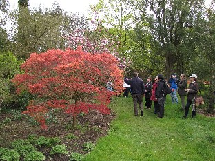 IMG_4500_Acer_palmatum_Corallinum_Sir_Harold_Hillier_Gardens Acer palmatum 'Corallinum'