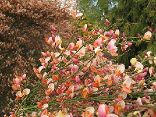 IMG_4503_Cytisus_Zeelandiia_Sir_Harold_Hillier_Gardens Cytisus 'Zeelandia'