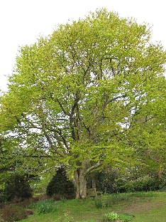 IMG_4505_Cercidiphyllum_japonicum_Sir_Harold_Hillier_Gardens Cercidiphyllum japonicum