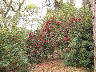 IMG_4511_Bibiani_Sir_Harold_Hillier_Gardens Rhododendron 'Bibiani'