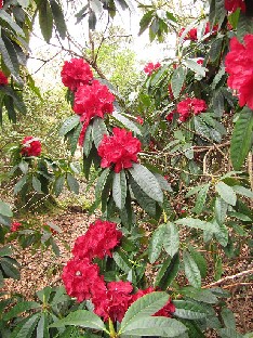 IMG_4513_Bibiani_Sir_Harold_Hillier_Gardens Rhododendron 'Bibiani'
