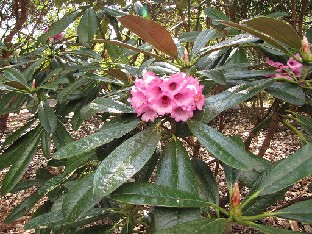 IMG_4521_Rhododendron_kesangiae_Sir_Harold_Hillier_Gardens Rhododendron kesangiae