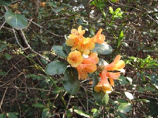 IMG_4523_cinnabarinum_ssp_xanthocodon_Sir_Harold_Hillier_Gardens Rhododendron cinnabarinum subsp. xanthocodon