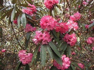 IMG_4529_arboreum_Sir_Harold_Hillier_Gardens Rhododendron arboreum
