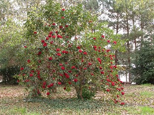 IMG_4542_Rhododendron_Sir_Harold_Hillier_Gardens Rhododendron