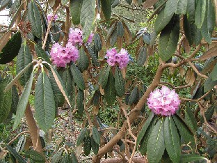 IMG_4543_niveum_Sir_Harold_Hillier_Gardens Rhododendron niveum