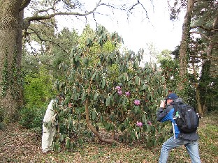 IMG_4547_niveum_Sir_Harold_Hillier_Gardens Rhododendron niveum