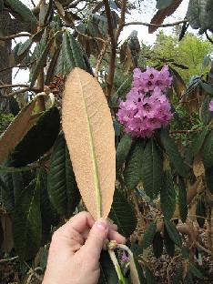 IMG_4549_niveum_Sir_Harold_Hillier_Gardens Rhododendron niveum