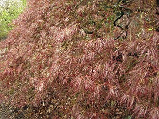 IMG_4264_Acer_palmatum_Dissectum_Nigrum_Valley_Gardens Acer palmatum 'Dissectum Nigrum'