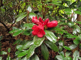 IMG_4267_haematodes_Valley_Gardens Rhododendron haematodes