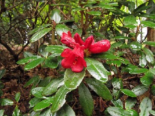 IMG_4267_haematodes_Valley_Gardens Rhododendron haematodes