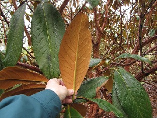 IMG_4274_arizelum_Valley_Gardens Rhododendron arizelum