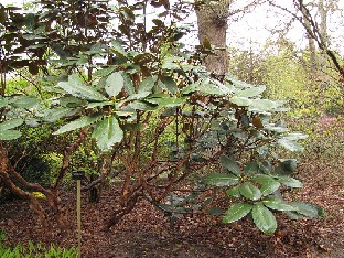 IMG_4275_x_decipiens_Valley_Gardens Rhododendron x decipiens