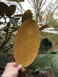 IMG_4277_x_decipiens_Valley_Gardens Rhododendron x decipiens