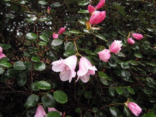 IMG_4283_williamsianum_Valley_Gardens Rhododendron williamsianum