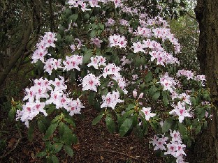 IMG_4294_yunnanense_Open_Wood_Valley_Gardens Rhododendron yunnanense 'Open Wood'