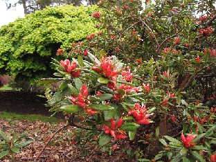 IMG_4303_spinuliferum_Valley_Gardens Rhododendron spinuliferum