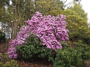 IMG_4308_rubiginosum_Valley_Gardens Rhododendron rubiginosum