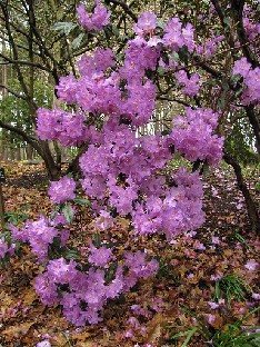 IMG_4313_rubiginosum_var_rubiginosum_Valley_Gardens Rhododendron rubiginosum