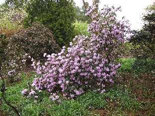 IMG_4314_heliolepis_Valley_Gardens Rhododendron heliolepis