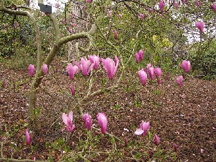 IMG_4322_Magnolia_Ann_Valley_Gardens Magnolia 'Ann'