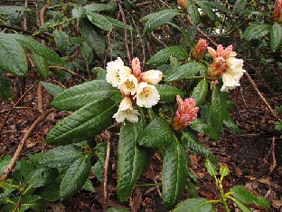IMG_4332_wightii_Valley_Gardens Rhododendron wightii