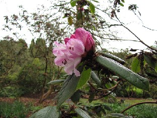 IMG_4340_habrotrichum_Valley_Gardens Rhododendron habrotrichum