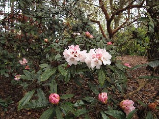 IMG_4344_crinigerum_KWRD7123_Valley_Gardens Rhododendron crinigerum KWRD 7123