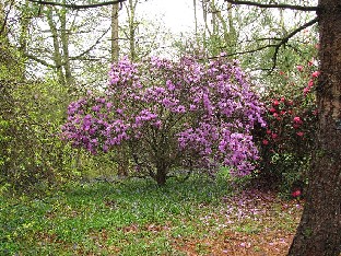 IMG_4640_Wakehurst_Place