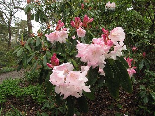 IMG_4561_Loderi_Fairyland_Wisley Rhododendron 'Loderi Fairyland'
