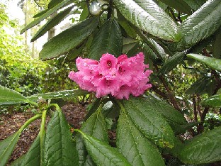 IMG_4564_grande_Wisley Rhododendron grande