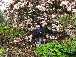 IMG_4575_Kristian_Loderi_Wisley Kristian and Rhododendron Loderi Group