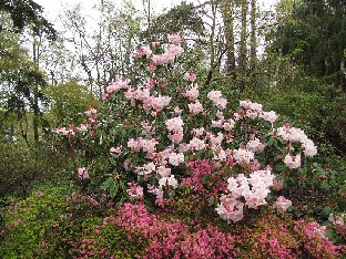 IMG_4576_Loderi_Venus_Wisley Rhododendron 'Loderi Venus'