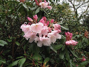 IMG_4579_Loderi_King_George_Wisley Rhododendron 'Loderi King George'