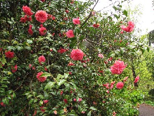 IMG_4584_Camellia_japonica_L'Avvenire_Wisley Camellia japonica 'L'Avvenire'