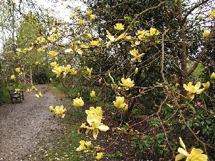 IMG_4587_Magnolia_Lois_Wisley Magnolia 'Lois'