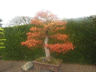 IMG_4611_Acer_palmatum_bonsai_Wisley Acer palmatum bonsai