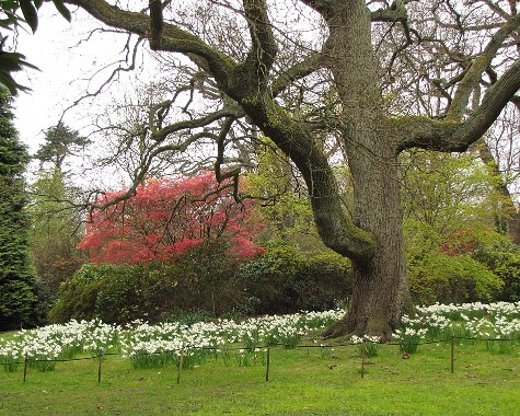 Savill Gardens, 23.4.2012 Savill Gardens, 23.4.2012