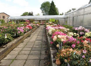 P5249119_Baumschule_Hachmann Baumschule Hachmann, huge selection of rhododendrons for sale