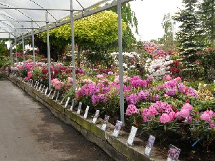 P5249120_Baumschule_Hachmann Baumschule Hachmann, huge selection of rhododendrons for sale