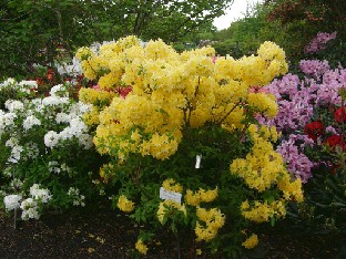 P5249121_Azalea_Sonnenkopfchen 'Sonnenköpfchen'